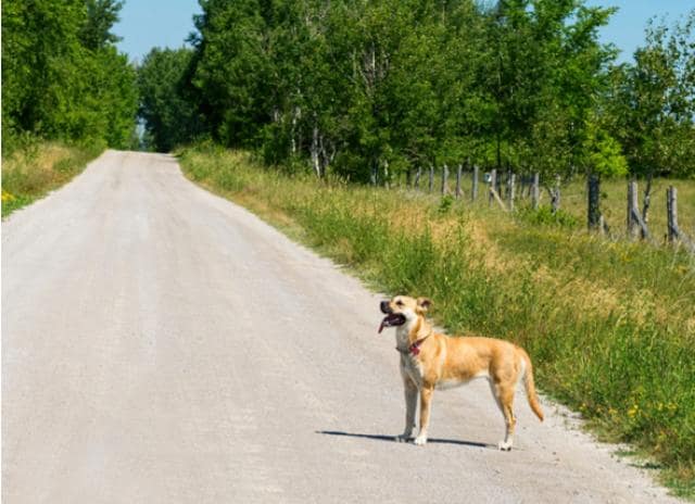 Rabies Then And Now Dogs With Rabies Did Old Yeller Need To Die 